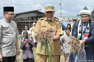 Gubernur Sumbar, Mahyeldi bersama Tuangku Syekh Muhammad Ali Hanafiah Ar Rabbani (Pembina Komunitas Moslem Loyalty Rabbani) panen perdana bawang merah di Jalan Lingkar Pintu Angin, Kabupaten Solok, Selasa. (humas)