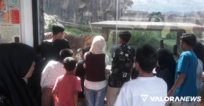 Warga menikmati berdekatan dengan Harimau Sumatera dari balik kaca di TMSBK Bukittinggi. (mangindo kayo)