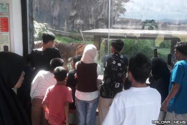 Warga menikmati berdekatan dengan Harimau Sumatera dari balik kaca di TMSBK Bukittinggi. (mangindo kayo)