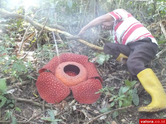 Perhatikan Raflesia