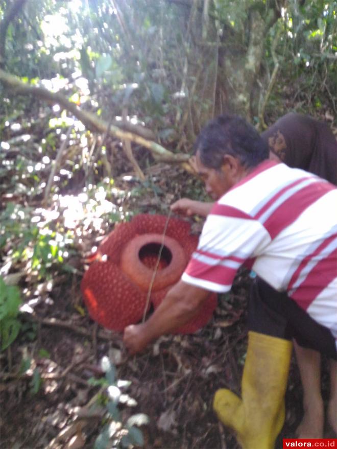 Ukur Diameter
