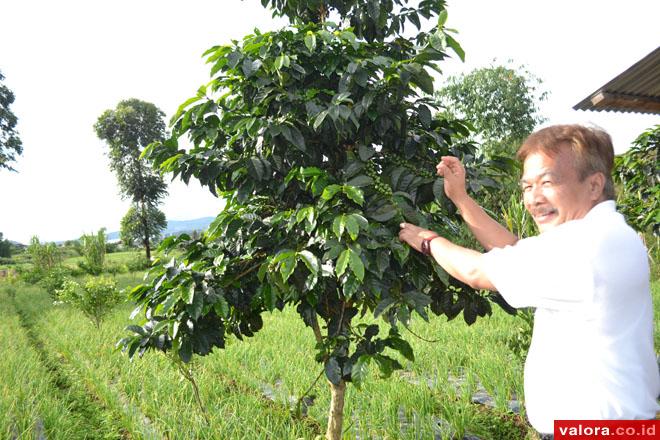 KOPI ARABIKA
