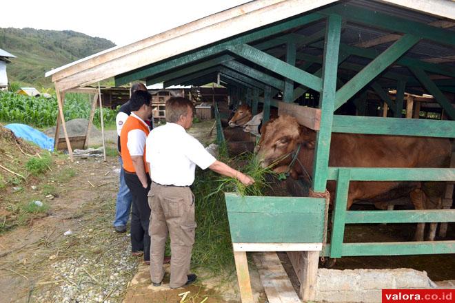 PENGGEMUKAN SAPI