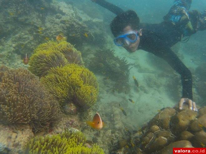 PESONA BAWAH LAUT