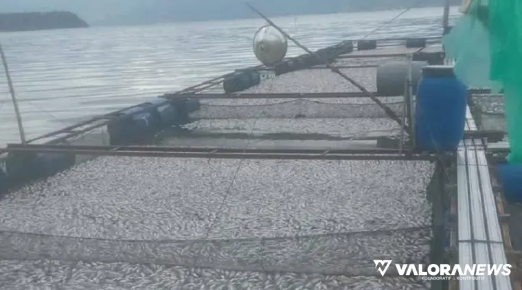 Angin badai yang melanda kawasan sekitar Danau Maninjau, jadi salah satu faktor pemicu kematian ikan milik petani Keramba Jaring Apung (KJA), sepekan terakhir. (humas)