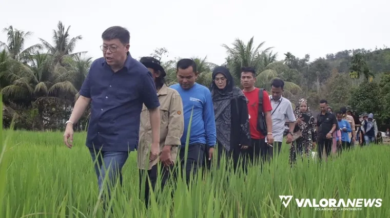 Wakil Ketua Komisi IV DPR RI, Alex Indra Lukman meninjau hamparan sawah yang dikelola melalui teknis sawah bapokok murah yang diaplikasikan Kelompok Tani Bukik Baeh, Kampung Rumah Gadang, Nagari Sungai Gayo Lumpo, Kecamatan V Jurai, Pessel, Selasa. (humas