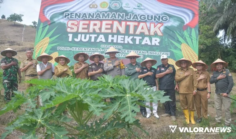 Kapolres Agam, AKBP Muhammad Agus Hidayat bersama Arief Restu (Kadis Pertanian Agam) dan jajaran Forkopimda, melakukan penanaman jagung di Pulai Jorong V Sungai Jaring, Nagari Persiapan Sungai Jaring Lubuk Basung. (humas)