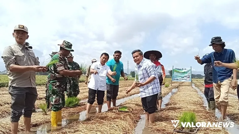 Bupati Agam Terpilih, Benni Warlis melakukan penanaman benih pada sawah yang menerapkan sistem Sawah Pokok Murah (SPM) di Nagari Ampang Gadang, Kecamatan IV Angkek, Agam, Jumat. (yosnofrizal)