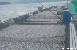 Angin badai yang melanda kawasan sekitar Danau Maninjau, jadi salah satu faktor pemicu kematian ikan milik petani Keramba Jaring Apung (KJA), sepekan terakhir. (humas)