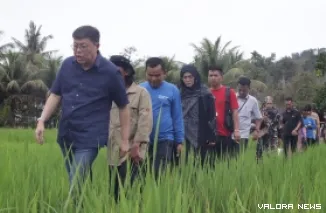 Wakil Ketua Komisi IV DPR RI, Alex Indra Lukman meninjau hamparan sawah yang dikelola melalui teknis sawah bapokok murah yang diaplikasikan Kelompok Tani Bukik Baeh, Kampung Rumah Gadang, Nagari Sungai Gayo Lumpo, Kecamatan V Jurai, Pessel, Selasa. (humas