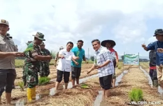 Bupati Agam Terpilih, Benni Warlis melakukan penanaman benih pada sawah yang menerapkan sistem Sawah Pokok Murah (SPM) di Nagari Ampang Gadang, Kecamatan IV Angkek, Agam, Jumat. (yosnofrizal)