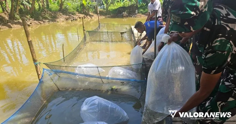 Personel TMMD ke-123 Mentawai bersama warga, melepaskan 5 ribu bibit ikan nila pada kolam ikan milik kelompok budidaya ikan air tawar di Desa Sido Makmur, Kecamatan Sipora Utara, Kamis. (humas)