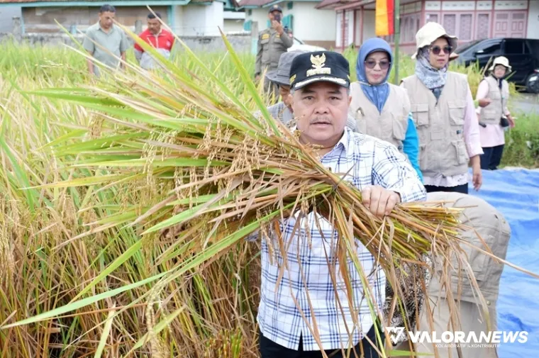 Bupati Agam, Benni Warlis memperlihatkan padi yang dipanen dengan pola penanaman menggunakan teknologi Sawah Pokok Murah (SPM) di Nagari Ladang Laweh, Kecamatan Banuhampu, Senin. (humas)
