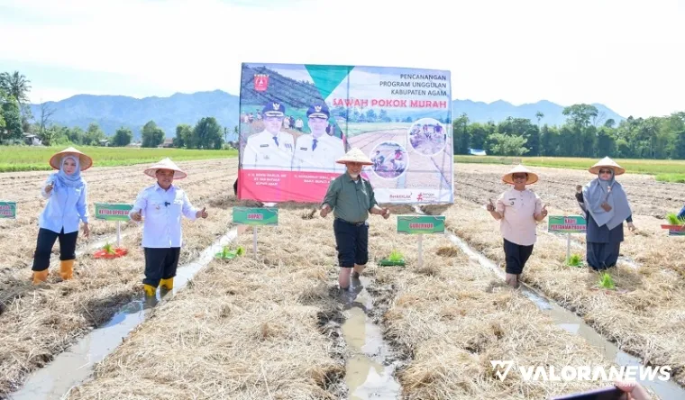 Gubernur Sumbar, Mahyeldi bersama Benni Warlis (Bupati Agam), Aderia (ketua DPRD Agam) dan jajaran, melakukan penanaman perdana padi dengan sistem Sawah Pokok Murah di Jorong Gantiang, Nagari Koto Tangah, Jumat. (humas)