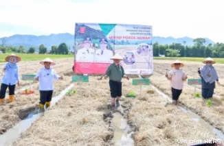 Gubernur Sumbar, Mahyeldi bersama Benni Warlis (Bupati Agam), Aderia (ketua DPRD Agam) dan jajaran, melakukan penanaman perdana padi dengan sistem Sawah Pokok Murah di Jorong Gantiang, Nagari Koto Tangah, Jumat. (humas)