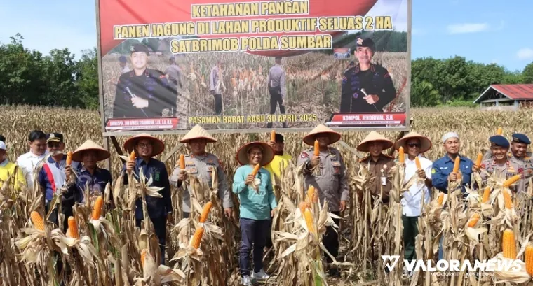Dansat Brimob Polda Sumbar, Kombes Pol Afrizal Syafrudin bersama Forkopimda, lakukan panen perdana jagung di areal seluas 2 hektare di Kecamatan Pasaman, Rabu. (humas)