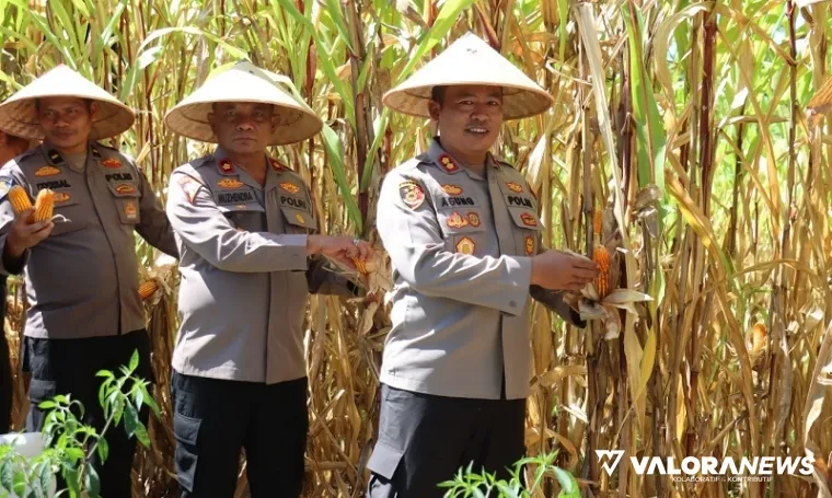 Kapolres Pasbar, AKBP Agung Tribawanto lakukan panen perdana jagung bersama Wakapolres Kompol Chairul Amri Nasution serta sejumlah pejabat utama lainnya, Kamis. Jagung ini ditanam pada tanah terlantar di sekitar Mapolres. (robbi irwan)