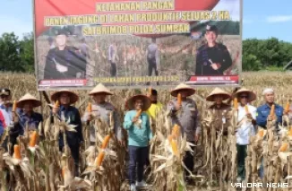 Dansat Brimob Polda Sumbar, Kombes Pol Afrizal Syafrudin bersama Forkopimda, lakukan panen perdana jagung di areal seluas 2 hektare di Kecamatan Pasaman, Rabu. (humas)