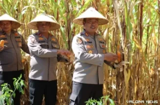 Kapolres Pasbar, AKBP Agung Tribawanto lakukan panen perdana jagung bersama Wakapolres Kompol Chairul Amri Nasution serta sejumlah pejabat utama lainnya, Kamis. Jagung ini ditanam pada tanah terlantar di sekitar Mapolres. (robbi irwan)