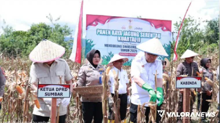 Ketua Sementara DPRD Sumbar, Evi Yandri bersama Kapolda dan jajaran, lakukan panen raya jagung secara serentak di Nagari Katapiang, Kecamatan Batang Anai, Kamis. (humas)