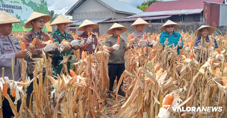 Kapolres Pasbar, AKBP Agung Tribawanto bersama Bupati Pasaman Barat, Yulianto dan jajaran Forkopimda gelar Panen Raya Jagung Serentak Kuartal II 2025 di Nagari Sukomananti Aua Kuniang, Kecamatan Pasaman, Kamis. (robbi irwan)