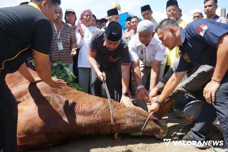 Wagub Sumbar, Vasko Ruseimy memotong sapi kurban dari Presiden Prabowo Subianto di komplek Ponpes Perkampungan Minangkabau di kawasan Bypass Aia Pacah, Padang, Ahad.. (humas)