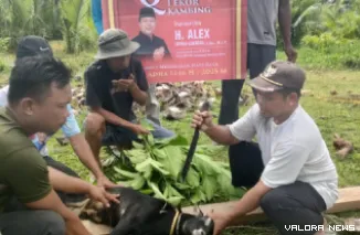 Pengurus masjid di salah satu daerah di Kabupaten Kepulauan Mentawai, menyembelih kambing yang berasal dari kurban anggota DPR RI, Alex Indra Lukman, Jumat pagi. (humas)