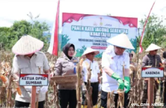 Ketua Sementara DPRD Sumbar, Evi Yandri bersama Kapolda dan jajaran, lakukan panen raya jagung secara serentak di Nagari Katapiang, Kecamatan Batang Anai, Kamis. (humas)