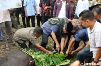 Gubernur Sumatera Barat, Mahyeldi memotong sapi kurban dari ASN Pemprov Sumbar di Masjid Nurul Iman, Jorong Sungai Dareh, Nagari Tanjung Balik Sumiso, Sabtu. (humas)