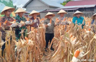 Kapolres Pasbar, AKBP Agung Tribawanto bersama Bupati Pasaman Barat, Yulianto dan jajaran Forkopimda gelar Panen Raya Jagung Serentak Kuartal II 2025 di Nagari Sukomananti Aua Kuniang, Kecamatan Pasaman, Kamis. (robbi irwan)