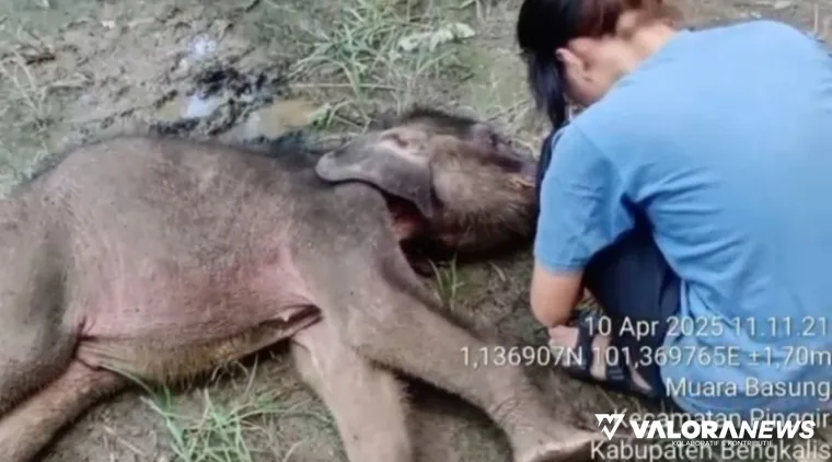 Seekor bayi gajah Sumatera bernama Yuni, menghembuskan napas terakhirnya di Pusat Latihan Gajah (PLG) Sebanga, Bengkalis, Riau. (dok BBKSDA Riau)