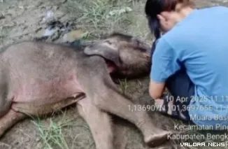 Seekor bayi gajah Sumatera bernama Yuni, menghembuskan napas terakhirnya di Pusat Latihan Gajah (PLG) Sebanga, Bengkalis, Riau. (dok BBKSDA Riau)