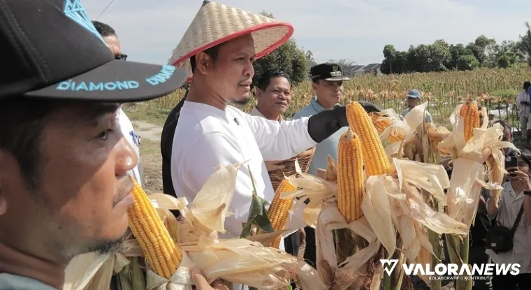 Wako Pekanbaru, Agung Nugroho dan jajaran, lakukan panen jagung sebagai bagian dari dukungan pada program ketahanan pangan yang jadi Asta Cita Presiden Prabowo Subianto. (humas)