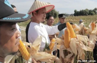 Wako Pekanbaru, Agung Nugroho dan jajaran, lakukan panen jagung sebagai bagian dari dukungan pada program ketahanan pangan yang jadi Asta Cita Presiden Prabowo Subianto. (humas)