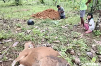 Peternak sapi bali di Desa Sipora Jaya, Kecamatan Sipora Utara, Kabupaten Kepulauan Mentawai, menguburkan sapi yang mati akibat dijangkiti Virus Jembrana. (istimewa)
