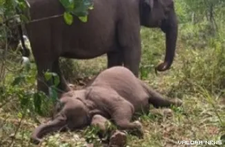 Anak gajah Tari Kalista Lestari yang ditemukan mati di TNTN, Rabu (10/9/2025) pagi. (humas)