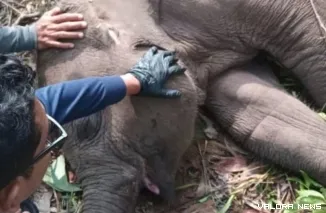 Gajah betina, Tari Kalista Lestari ditemukan mati oleh mahout di sekitar habitatnya di Taman Nasional Teso Nilo (TNTN) di Kabupaten Pelalawan, Rabu pagi. (humas)