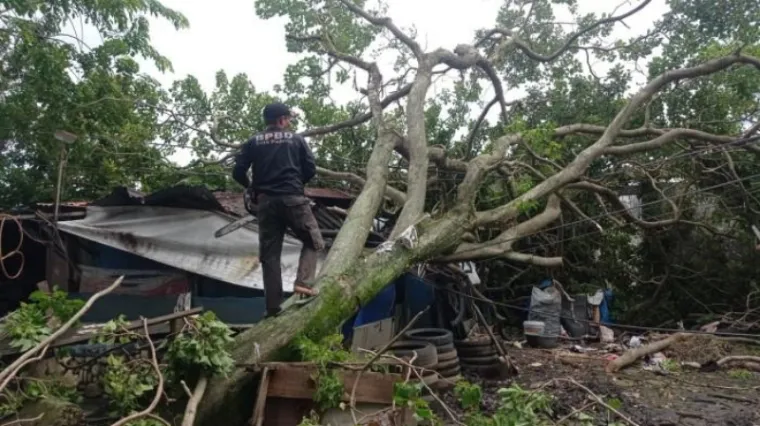 BPBD Padang saat proses evakuasi pohon tumbang (Dok. BPBD Padang)