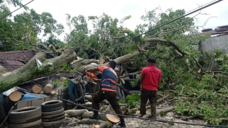 Petugas BPBD Padang melakukan evakuasi terhadap pohon tumbang di Ulak Karang Utara, Kecamatan Padang Utara, kemaren (Dok. BPBD Padang)