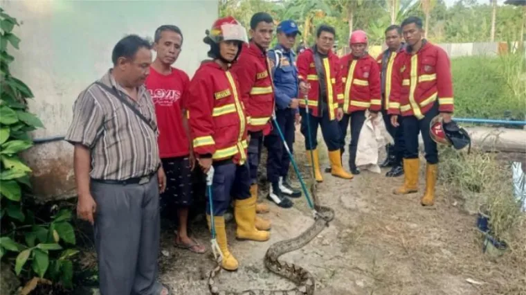 Petugas Damkar Padang saat mengevakuasi ular di rumah warga. (Dok. Damkar Padang)
