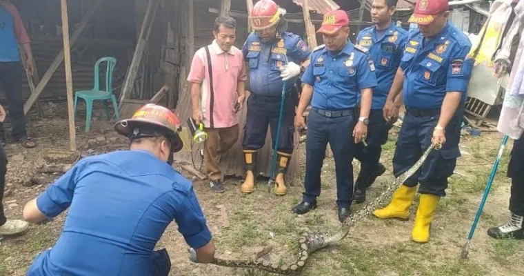 Personel Damkar Padang saat mengevakuasi ular di kandang ayam milik warga, selasa (Dok. Damkar Padang)