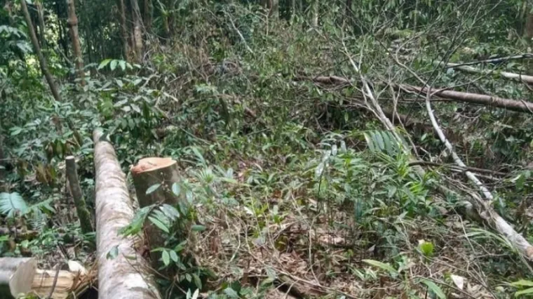 Kondisi hutan yang ditebangi. (Dok. Walhi Sumbar)