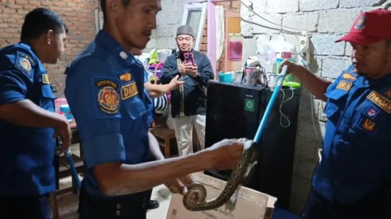 Petugas Damkar saat mengamankan ular yang masuk ke rumah warga di Perumahan Bumi Bahana, Kelurahan Balai Gadang, Kecamatan Koto Tangah, Kota Padang. (Dok. Damkar Padang)