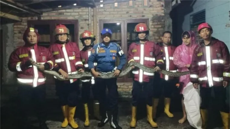 Tim Damkar Padang saat mengevakuasi ular di Jalan Ampang Kampung Guci, Kelurahan Ampang, Kecamatan Kuranji, Sabtu malam (Dok. Damkar Padang)