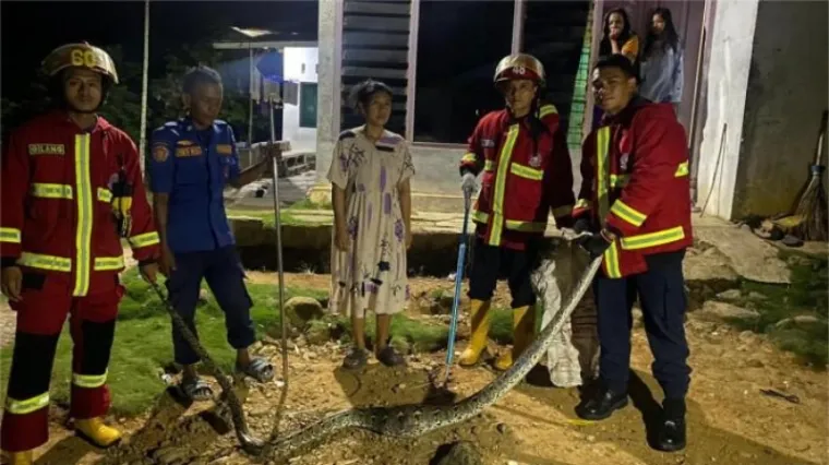 Petugas Damkar usai mengevakuasi ular dari kandang ayam milik warga. (Dok. Damkar Padang)
