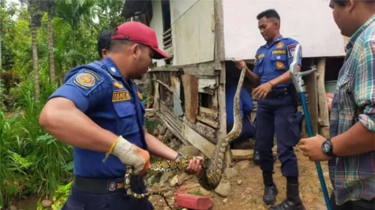 Petugas Damkar Padang saat mengevakuasi ular piton di kandang kambing milik warga. (Dok. Damkar Padang)