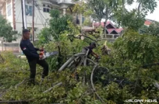 Petugas BPBD saat mengevakuasi pohon tumbang. (Dok. BPBD Padang)