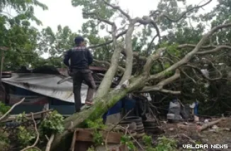 BPBD Padang saat proses evakuasi pohon tumbang (Dok. BPBD Padang)