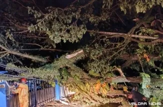 Tim BPBD Sumbar mengevakuasi pohon tumbang pada Minggu (12/10/2025) malam (Dok. Humas BPBD Padang)