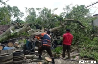 Petugas BPBD Padang melakukan evakuasi terhadap pohon tumbang di Ulak Karang Utara, Kecamatan Padang Utara, kemaren (Dok. BPBD Padang)